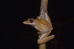 Polypedates colletti