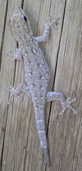 Lygodactylus chobiensis