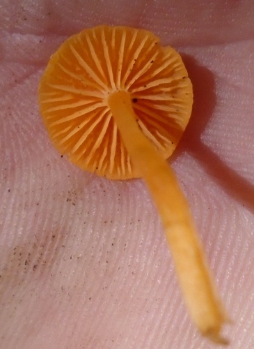 Cuphophyllus (Photo 3 of 6)