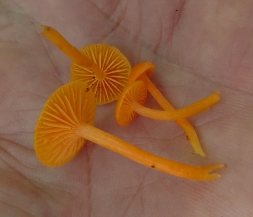 Cuphophyllus
