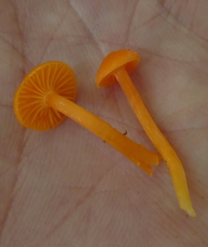 Cuphophyllus (Photo 2 of 6)