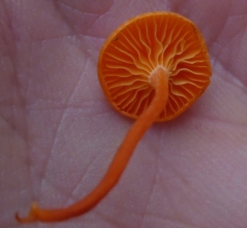 Cuphophyllus (Photo 4 of 6)