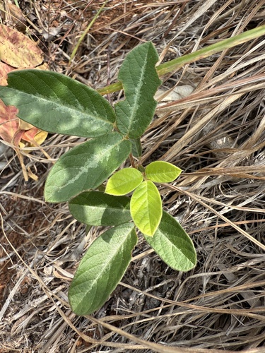 Desmodium incanum observed 2025-04-03