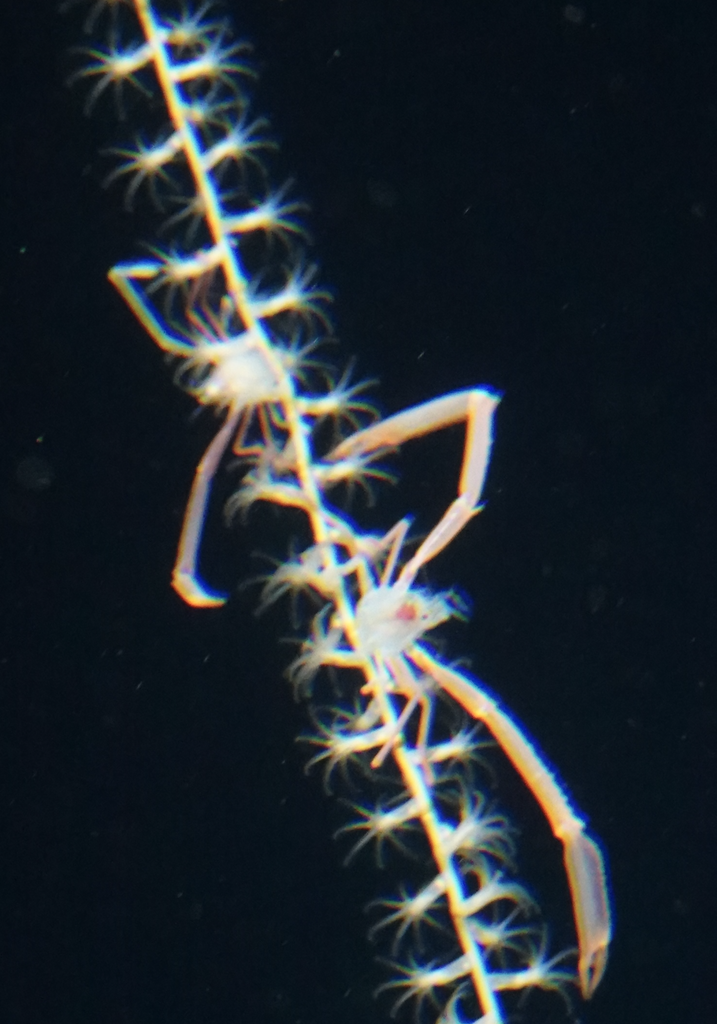 Uroptychus nitidus