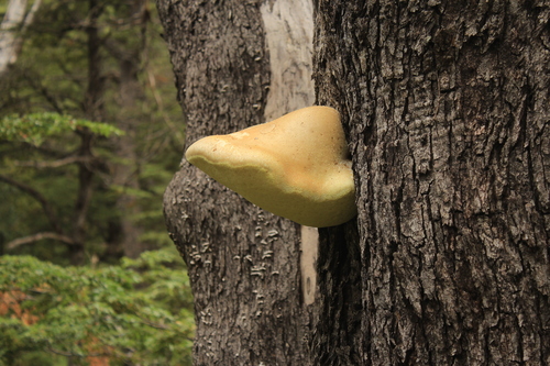 Laetiporus portentosus (Berk.) Rajchenb.
