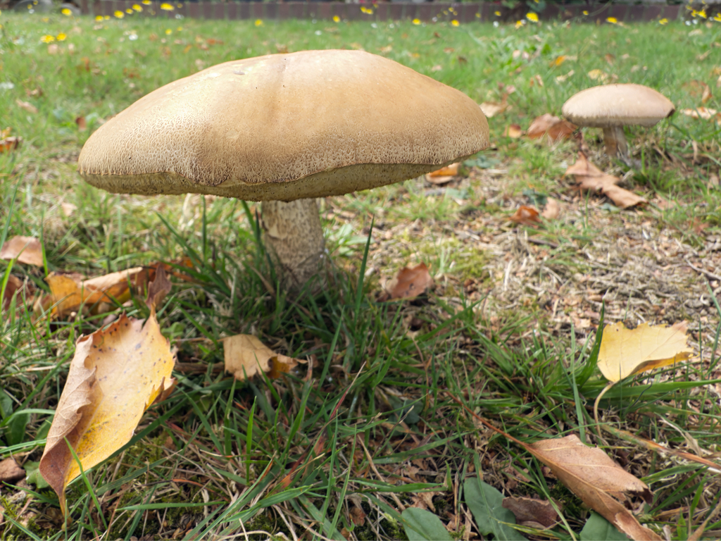 Leccinum scabrum · April 2025 · photo: © jeremy_rolfe (iNaturalist, cc-by)