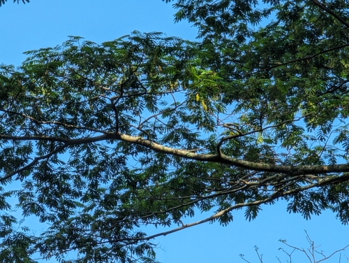 Image of Falcataria falcata by (c) Alexander Wentworth, some rights reserved (CC BY)