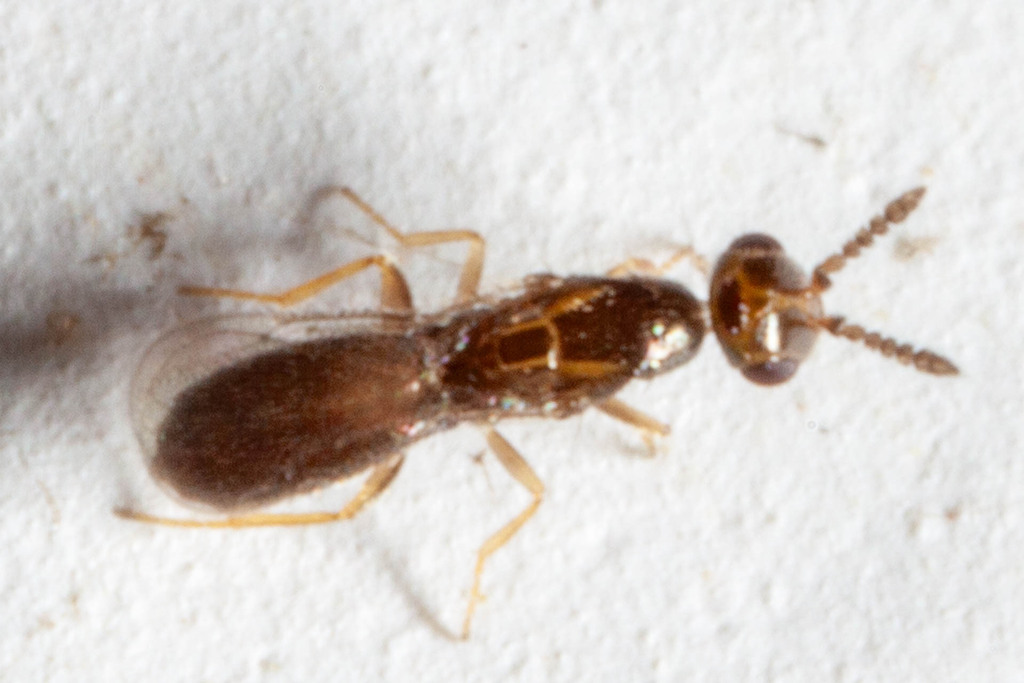 Melittobia hawaiiensis