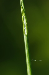 Eleocharis palustris