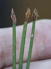 Eleocharis palustris