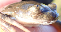 Xenopus muelleri