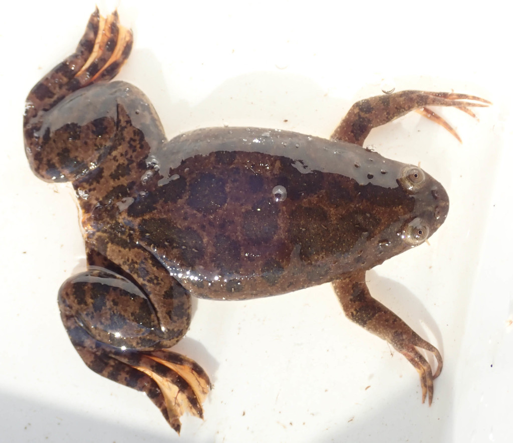Muller's Clawed Frog