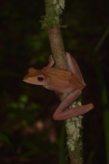 Polypedates colletti