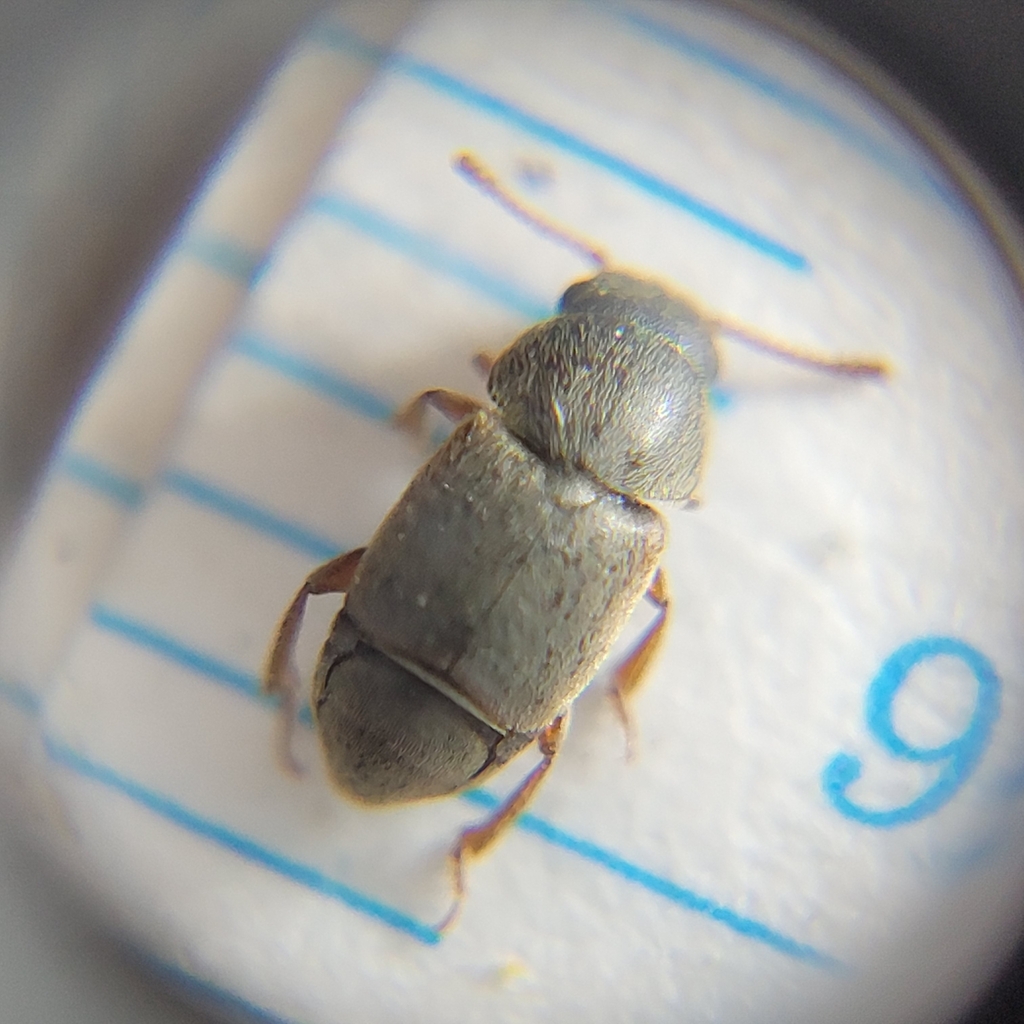 Amartus rufipes