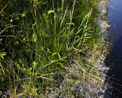 Eleocharis palustris