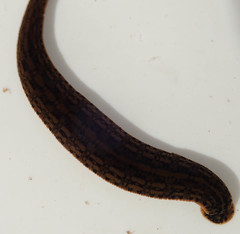 Hirudinidae