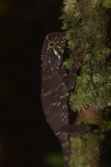 Blacklipped Eyebrow Lizard photo 3