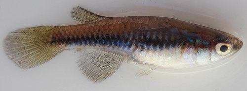 Katanga lampeye (Lacustricola katangae) — Poeciliidae — 3
