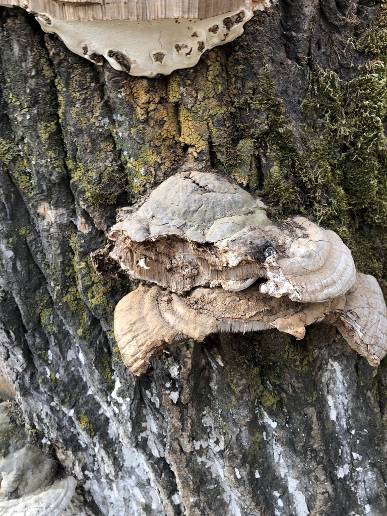 Fomes fomentarius · April 2025 · photo: © ro_ko (iNaturalist, cc-by)