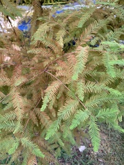 Taxodium distichum