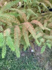 Taxodium distichum