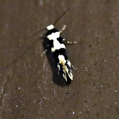 Neurothaumasia ankerella