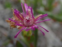Ruschia sarmentosa
