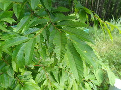 Castanea crenata