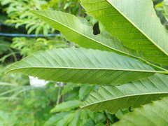 Castanea crenata