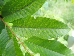 Castanea crenata