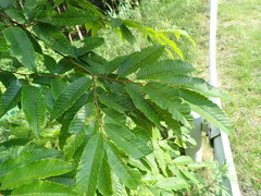 Castanea crenata