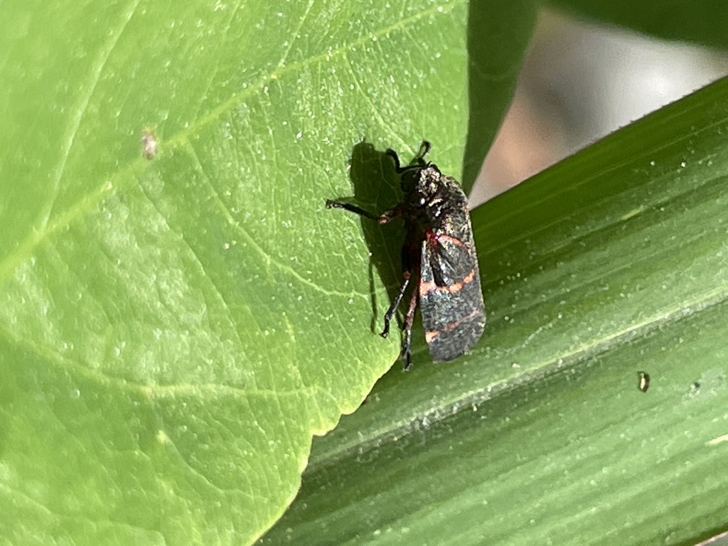 Prosapia chiapana