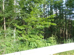 Castanea crenata