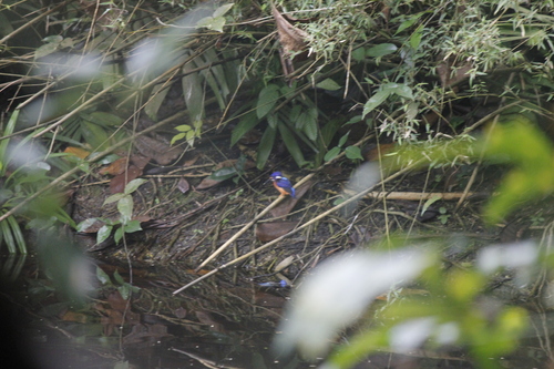 Blue-eared Kingfisher (Alcedo meninting), photo 7