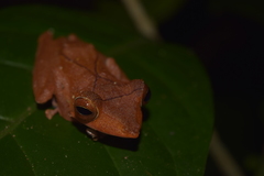 Polypedates colletti