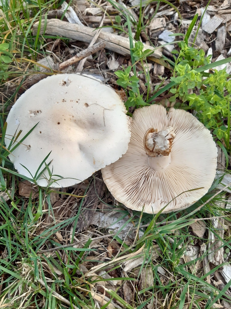 Leucocoprinus leucothites · March 2025 · photo: © eleanor_bissell (iNaturalist, cc-by)