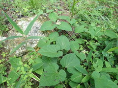Cynanchum maximoviczii, photograph Yoshihiro Tokue, CC BY, iNaturalist via GBIF