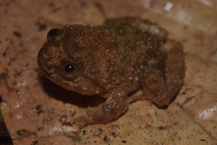 Limnonectes asperatus