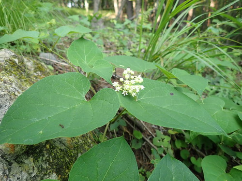 Cynanchum maximoviczii, photograph 5