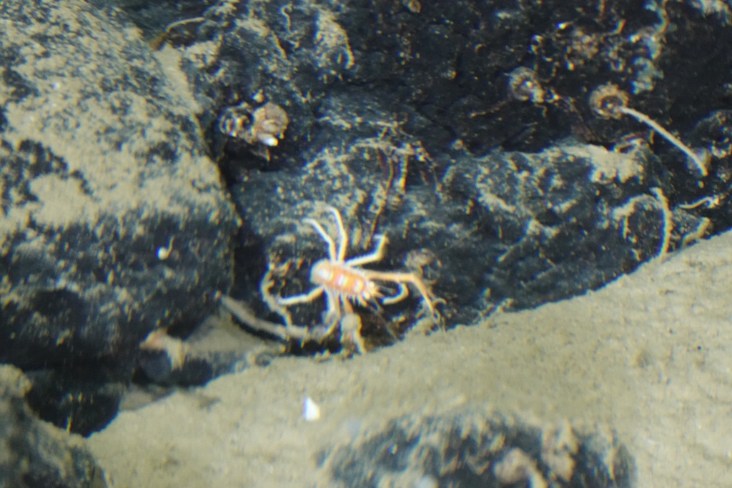 Munidopsis erinacea