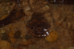 Limnonectes asperatus