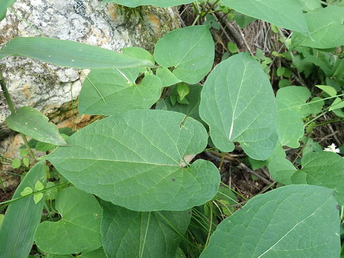 Cynanchum maximoviczii, photograph 6