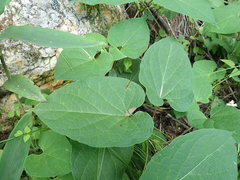 Cynanchum maximoviczii, photograph Yoshihiro Tokue, CC BY, iNaturalist via GBIF