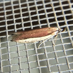 Tampa dimediatella