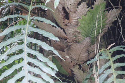 Image of Drynaria quercifolia by (c) Stella Fish, some rights reserved (CC BY)