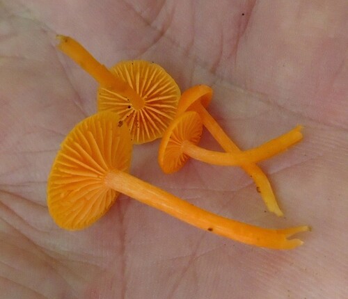 Cuphophyllus (Photo 6 of 6)