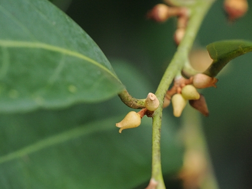 Myristica insipida observed 2025-04-02