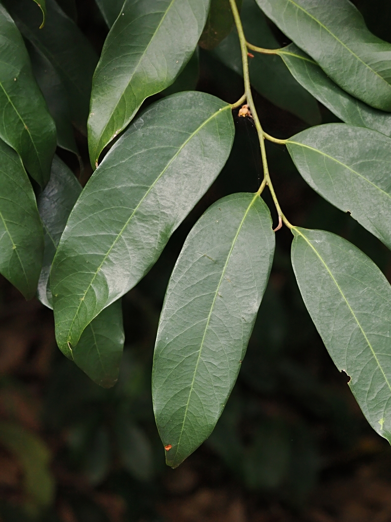 Australian Nutmeg