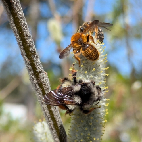 Vancouver Bumble Bee (Bombus vancouverensis), a species recorded in Oregon