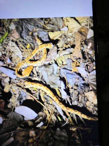 Brown spotted pitviper